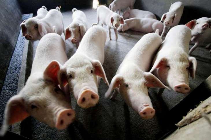ASSAM: African swine fever kills 150 pigs in Sivasagar