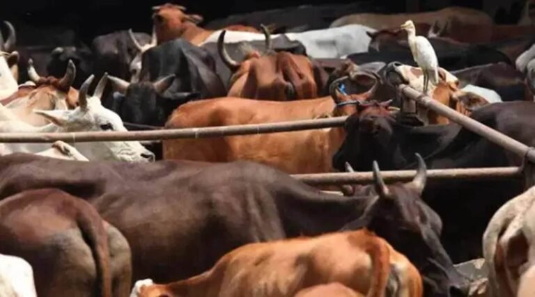 Assam: Dibrugarh police manage to nab two cattle smugglers, 3 cattle heads recovered from vehicle