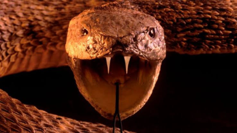 64,000 people die of snakebites each year All over India