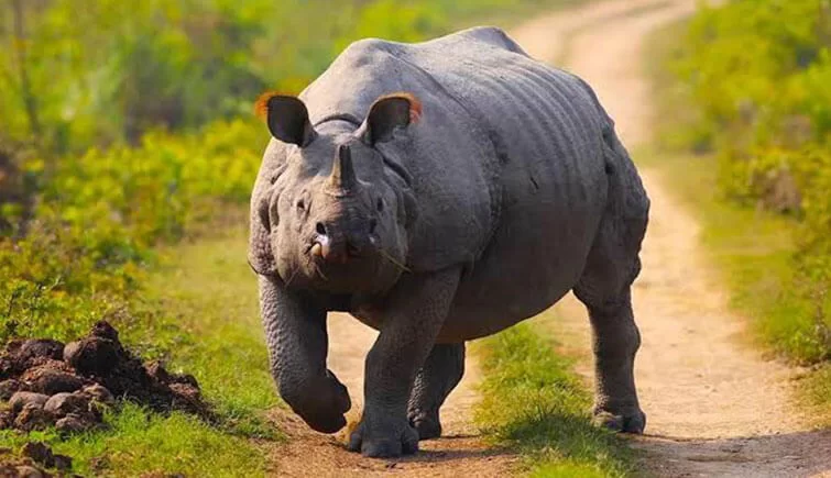 Assam: 2 people injured in Rhino attack at Kaziranga National Park