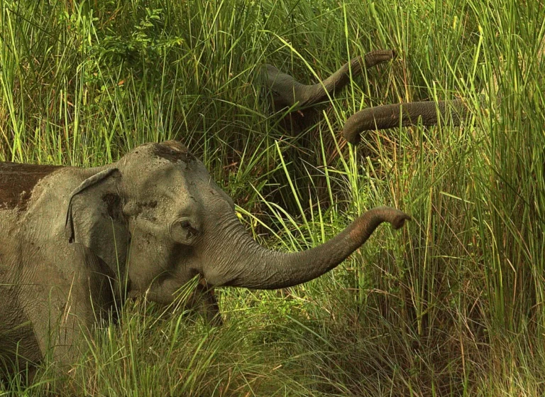 Assam: Minister Chandra Mohan Patowary says animal censuses in Kaziranga cost Rs 1.7 cr in 6 years