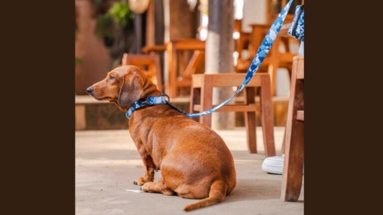 Pet brand Furry expands into India; made with the design conscious pet lovers, the Vietnamese brand looks at a national presence in the premium pet care segment
