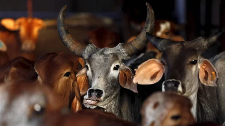 Assam police open fire at cattle smugglers along Indo-Bangla border in Karimganj