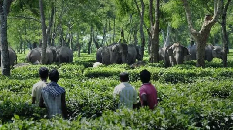 Assam: 2 people crushed to death by wild elephant in Charaideo