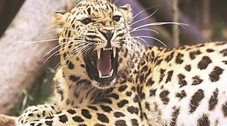 Assam: Leopard injures two in Dibrugarh