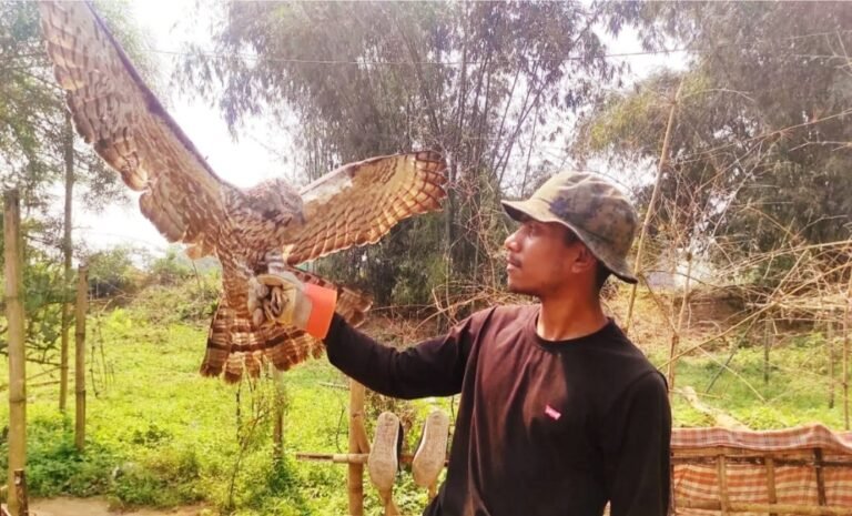 Assam: Rare crested serpent eagle rescued in Tinsukia