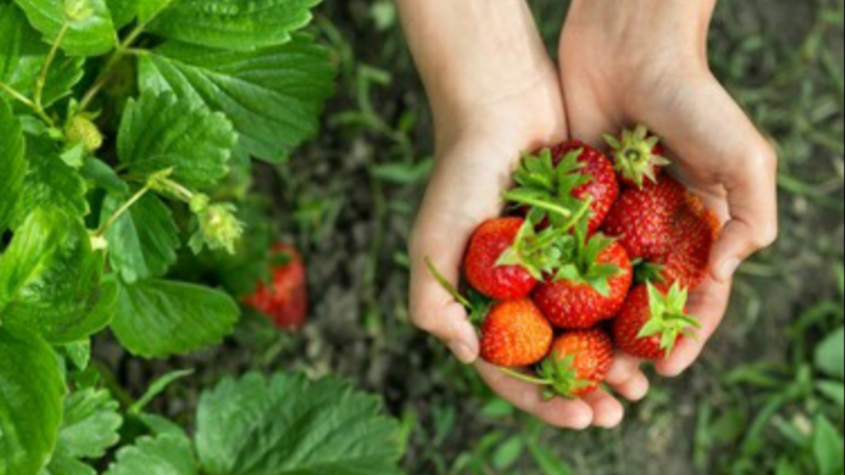 Gayatri Dahotia: Tale of a woman self-dependence by strawberry farming in Assam
