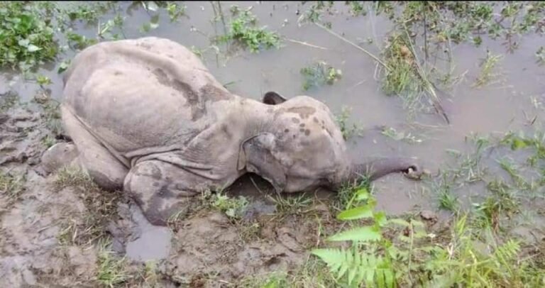 Assam: Carcass baby elephant recovered from Tokani RF in Tinsukia