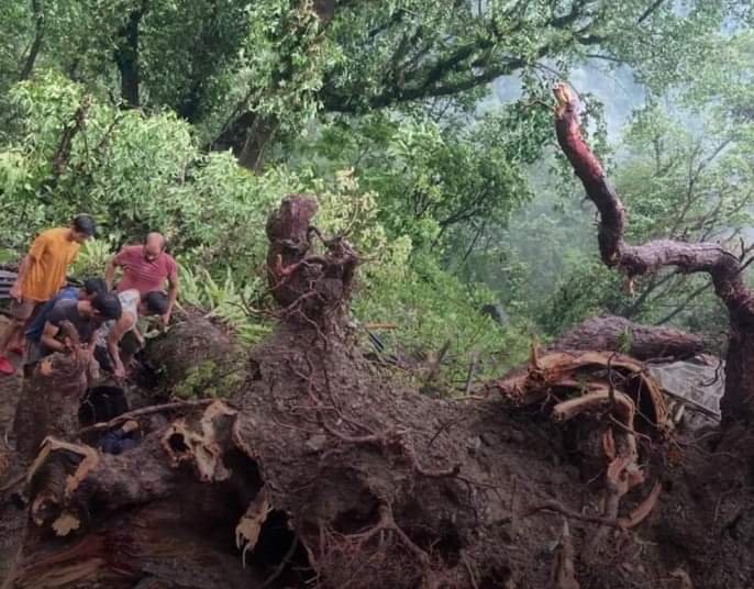 Sikkim: Heavy rainfall & strong wind lashes lower Samdong, woman crushed to death