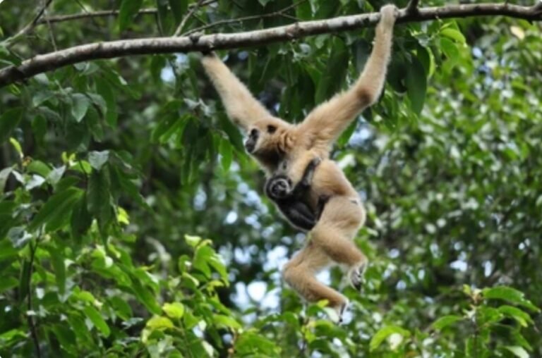 Timber Mafias are great threat for Assam’s flora and fauna: Environmentalists