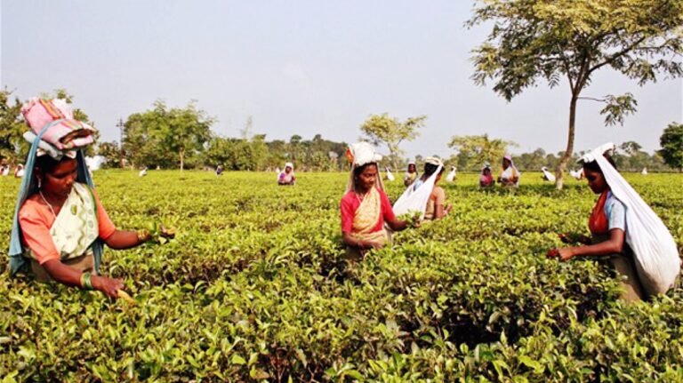 Scorching weather affects Assam tea garden workers