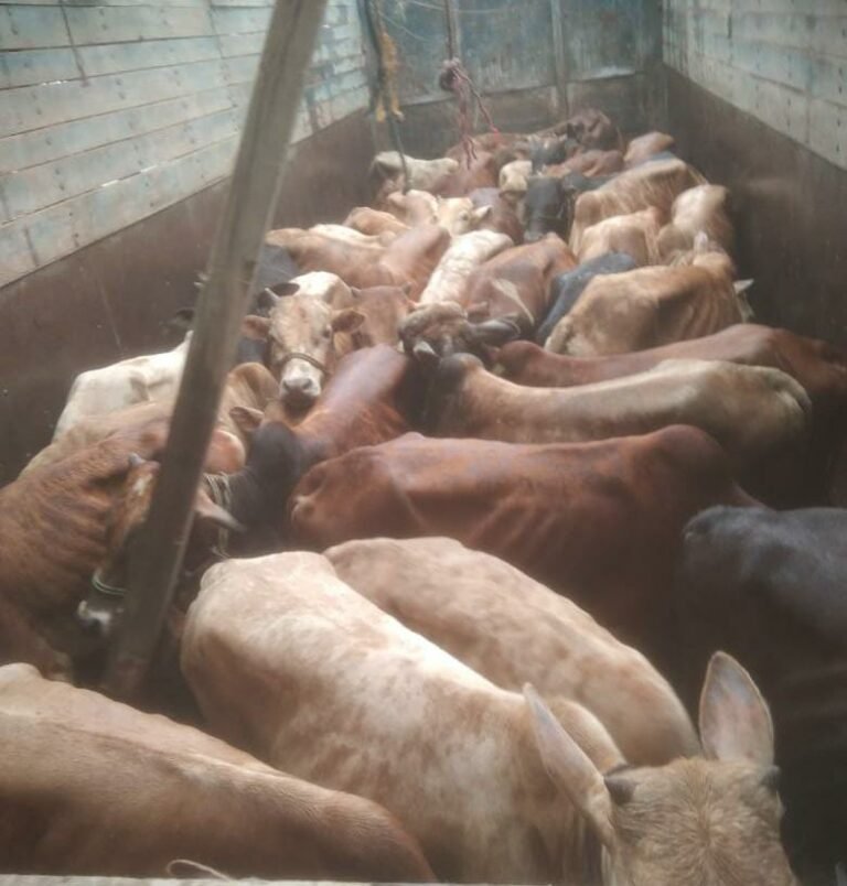 Assam: 113 cattle heads recovered from three different trucks, cattle smuggling thriving in state after stringent law