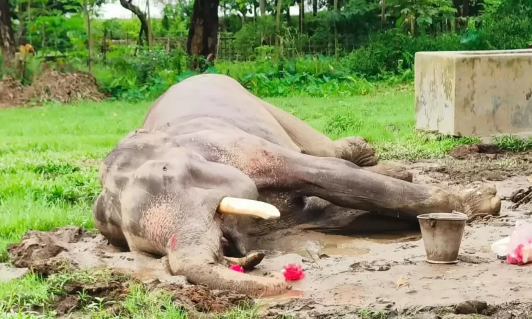 Assam: Wild jumbo dies of  electrocution in Udalguri